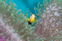 BD-130710-Maldives-0031-Amphiprion-nigripes.-Regan.-1908-[Maldive-anemonefish].jpg